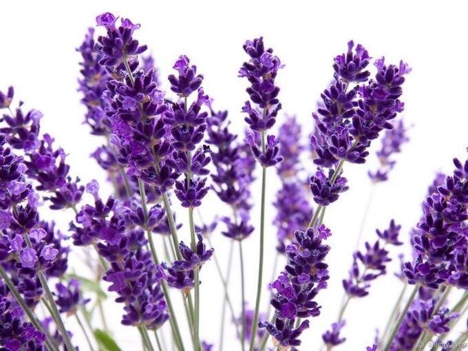 Sastav kreme Varicone lavanda angustifolia